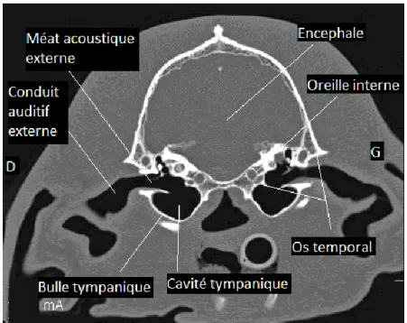 Figure 10 : Image tomodensitométrique normale des bulles tympaniques chez un chien en fenêtre osseuse  en coupe transversale passant par les bulles tympaniques et l’oreille interne