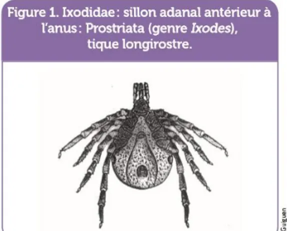 Figure 4 : Ixodidae, vue antérieure Bio-écologie et rôle pathogène des tiques de France métropolitaine