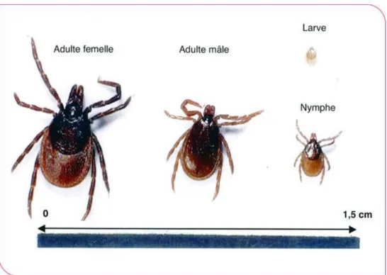 Figure 6 : Extrait de la 16e conférence de Consensus en thérapeutique anti-infectieuse, 2006) Photo : Ixodes ricinus (adultes  femelle et mâle, nymphe, larve) - Collection Philippe Parola [25] 