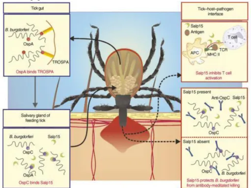 Figure  12 :  Lyme  disease:  The  Immunological  Response  to  Borrelia  burgdorferi