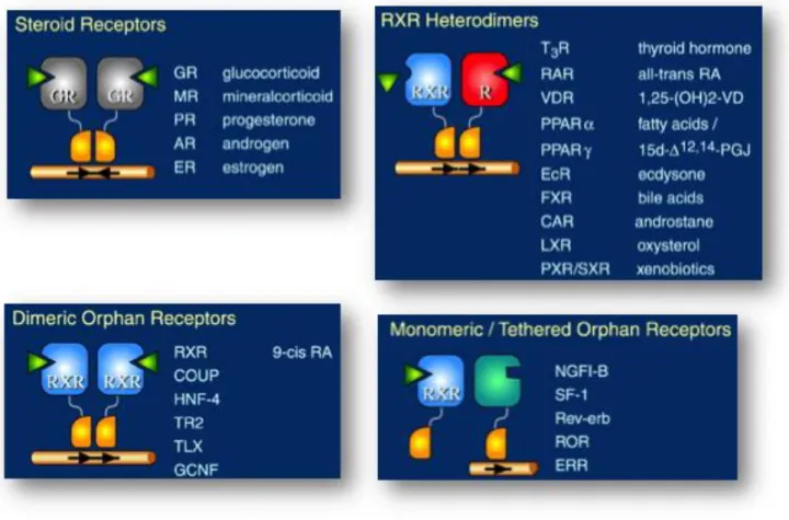 Figure 6 : Modes d’actions des récepteurs nucléaires en monomères ou dimères (Brion, Comm