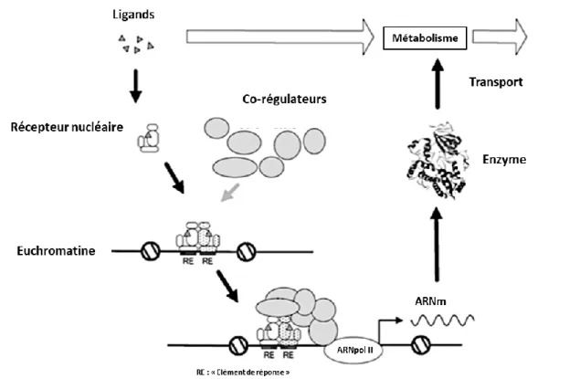 Figure 7 : Fonctionnement d’un RN « xénocapteur » en réponse à la liaison d’un xénobiotique (d’après Nakata  et al., 2006)