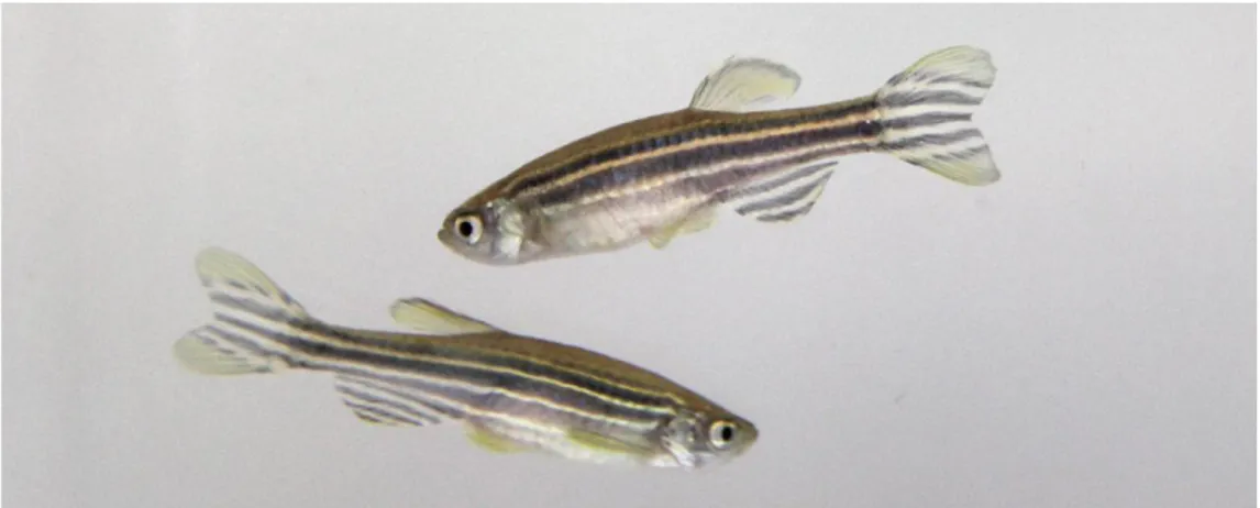 Figure 9 : Deux poissons-zèbre de souches AB (Smit, 2013). 