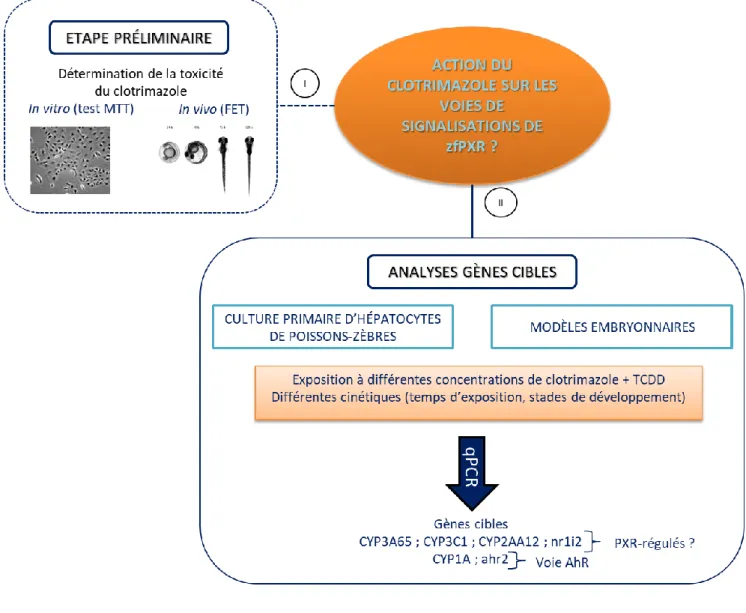 Figure 11 : Démarche expérimentale 