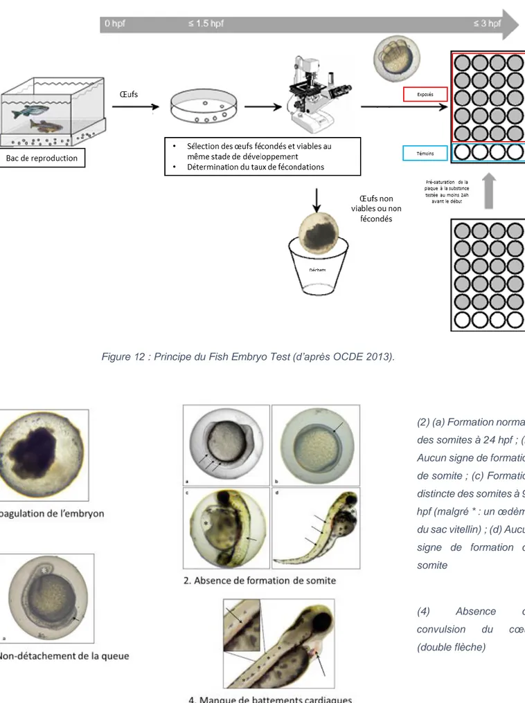 Figure 12 : Principe du Fish Embryo Test (d’après OCDE 2013). 