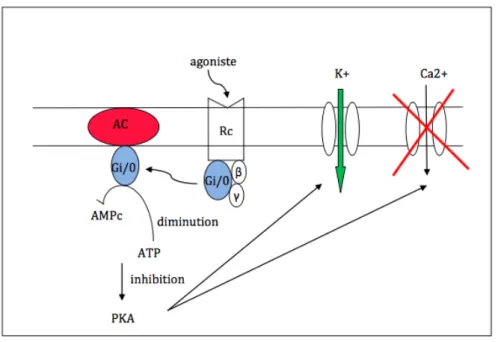 Figure 1 : Mécanisme d'action des récepteurs opioïdes 