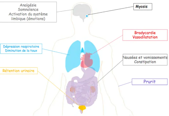 Figure 2 : Propriétés pharmacologiques des opioïdes  