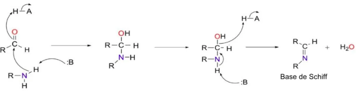 Figure	5	:	Réaction	d’addition	nucléophile	d’une	amine	primaire	avec	un	aldéhyde.			