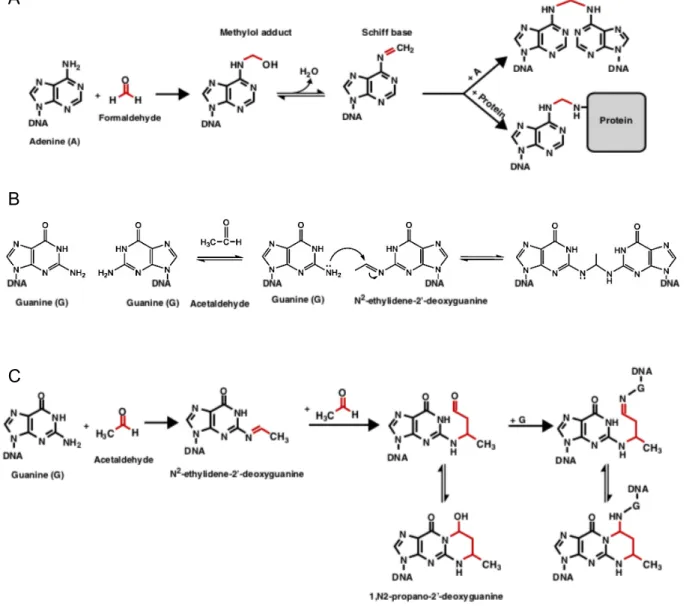 Figure	 6	 :	 Mécanismes	 de	 formation	 d’adduits	 à	 l’ADN,	 de	 pontages	 ADN-ADN	 et	 de	 pontages	 ADN-protéine,	 dus	 à	 l’acétaldéhyde	 et	 au	 formaldéhyde	 (Sonohara	 et	 al.	 2019	 ;	 Duxin	et	al.	2015).		