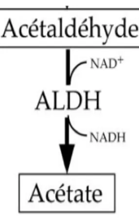 Figure	7	:	Métabolisme	de	l’acétaldéhyde	(Berr	et	al.	2001)	
