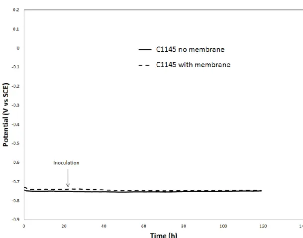Figure  3.  Comparison  of  OCP  for  carbon  steel  coupons  with  and  without  bacterial  attachment