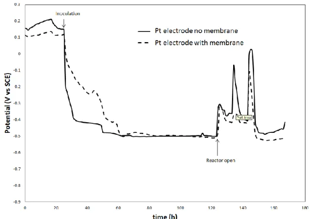 Figure  5.  Comparison  of  redox  potential  measurement  for  Pt  electrodes  with  and  without  bacterial attachment