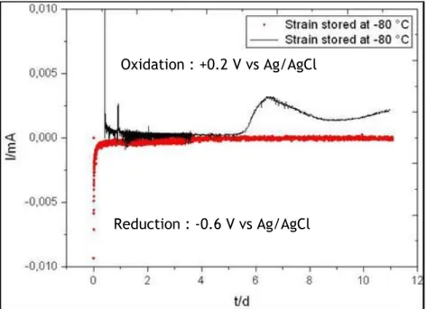 Fig. III.8. CA performed in a system with 245 SMO steel (reduction) and graphite  (oxidation) immersed in reactor medium with 10 mM acetate in presence of G