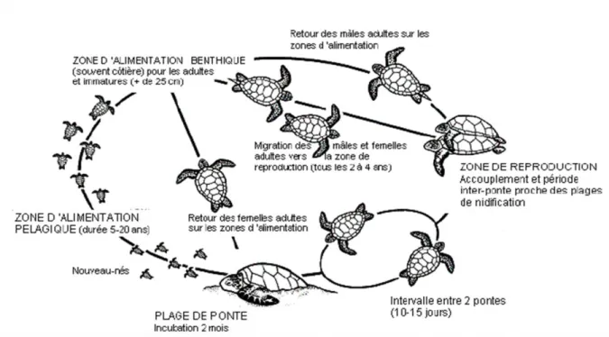 Figure 1.1 Cycle de vie générale des tortues de mer (tiré de : Miller, 1997) 