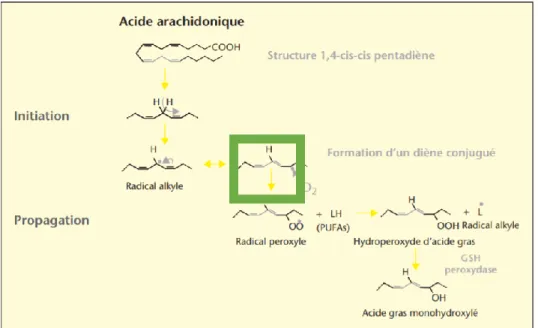 Figure III. Représente les réactions en chaîne de l’acide arachidonique lors de la peroxydation lipidique