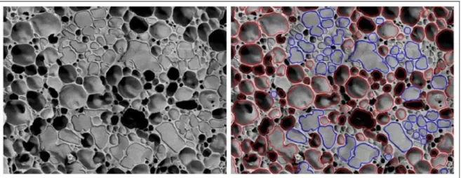 Figure 3- 3 : A gauche : image initiale cryo-MEB; A droite : identification bulles (rouge) et cristaux (bleu)