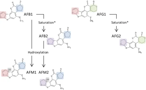 Fig.  4:  Chemical  structures  of  the  four  most  occurring  and  naturally  present  aflatoxins:  AFB1,  AFB2,  AFG1  and  AFG2