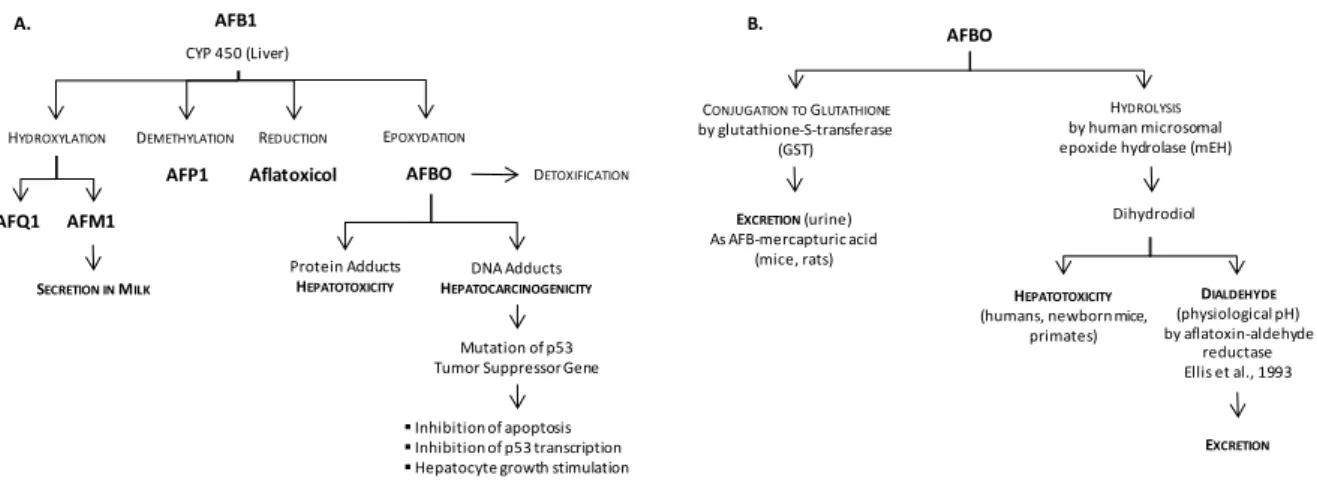 Fig. 5: Biotransformation and modes of action of AFB1: a potent hepatotoxic and carcinogenic