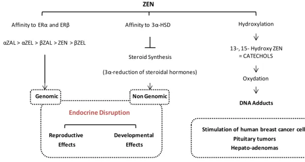 Fig. 11: Mechanisms of toxicity of zearalenone (ZEN). Zearalenone is mainly known for its hyperoestrogenic effects
