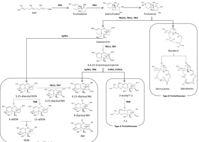 Fig:  12:  Biosynthesis  of  Trichothecenes.  The  first  step  in  the  biosynthetic  pathway  consists  on  cyclization  of  farnesyl  pyrophosphate (FPP) into trichodiene under the action of an enzyme encoded by Tri5