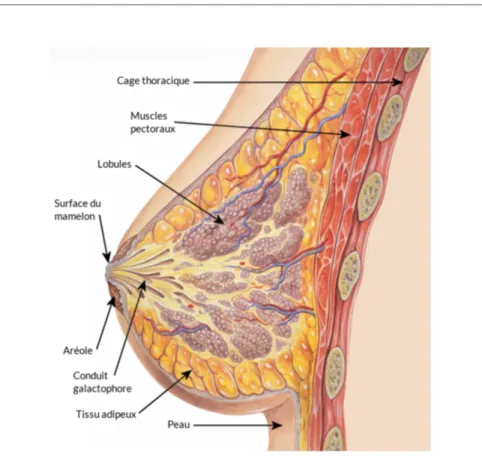 Figure 1: Structures du sein 
