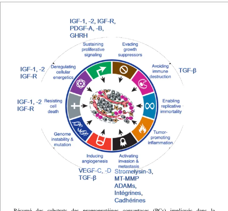 Figure 4: Substrats des proprotéines convertases impliqués dans la carcinogénèse. 