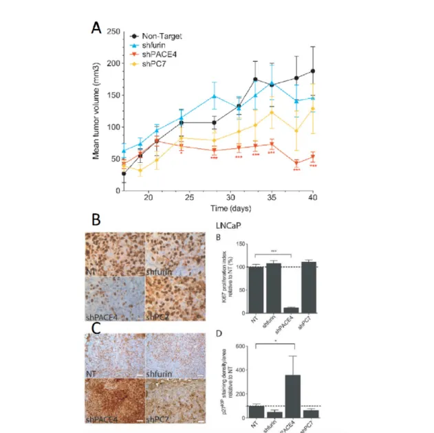 Figure 5: La sous-expression de la proprotéine convertase PACE4 diminue la prolifération  des cellules de cancer de la prostate