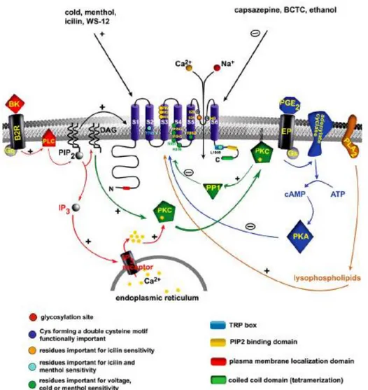 Figure 4 : Structure des canaux TRPM8 et modulation par des cascades intracellulaires  Source : Babes et al., 2011 
