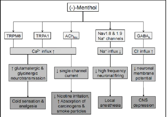 Figure 5 : Résumé des interactions biochimiques du menthol et de ses conséquences physiologiques  Source : Farco et al, 2013 