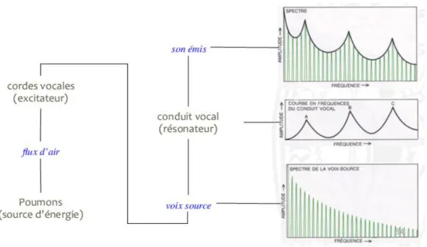 Figure 7 : Formation d’un son par l’appareil phonatoire humain  Source : Pascal Gaillard « Notion d’acoustique, voix et phonation » 