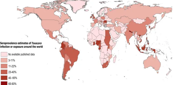Figure 2 : Répartition mondiale de la séroprévalence humaine à Toxocara sp. (30)  
