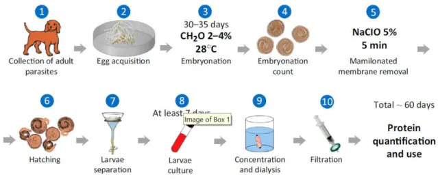 Figure 7 : Production des antigènes TES par la méthode de De Savigny (89) 