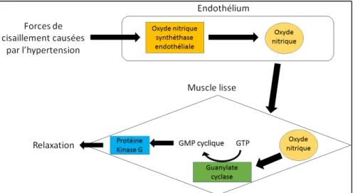 Figure 5 : Interaction entre cellules endothéliales et cellules musculaires lisses vasculaires  lors d’un début d’hypertension 