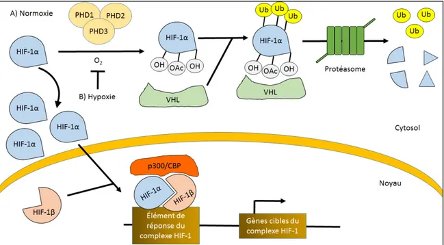 Figure 6 : Régulation d’HIF-1α en normoxie et en hypoxie 