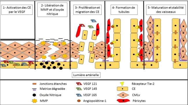 Figure 7 : Les étapes du processus angiogénique 