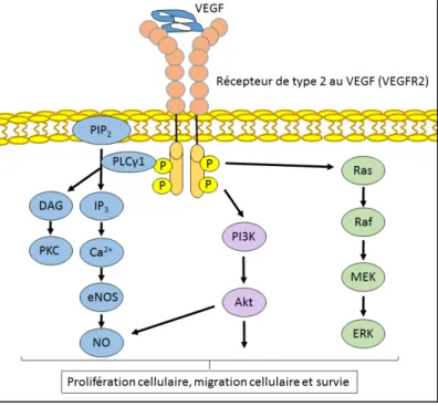 Figure 8 : Signalisation du VEGF 