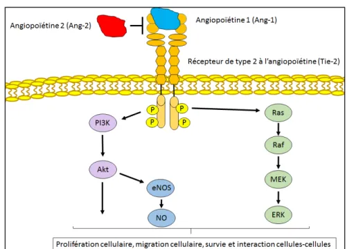 Figure 9 : La signalisation de l’angiopoïétine-1 