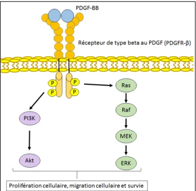 Figure 10 : Signalisation du PDGF-BB 