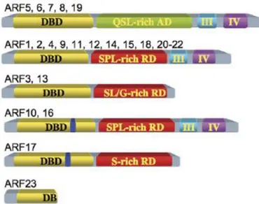 Fig. 2 The classification and structures of the ARF protein family in Arabidopsis  (From Guifoyle and Hagen, 2007)