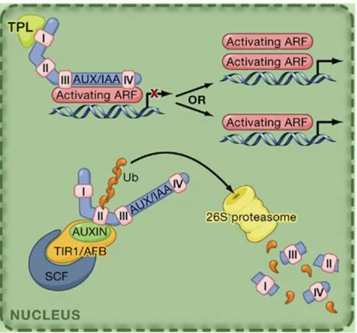 Fig. 3 Auxin signaling is mainly regulated by the interactions between Aux/IAA and  ARF proteins (Vanneste and Friml 2009)