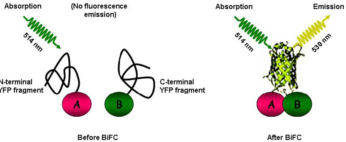 Fig. 10 Principle of the BiFC assay. The scheme depicts the principle of the BiFC assay,  exemplified  by  a  split  YFP  fluorophore