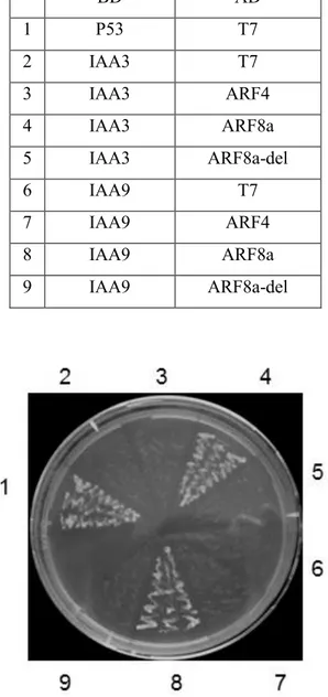 Table 3 List of specific BD-IAAs and AD-ARFs for Y2H assay. 