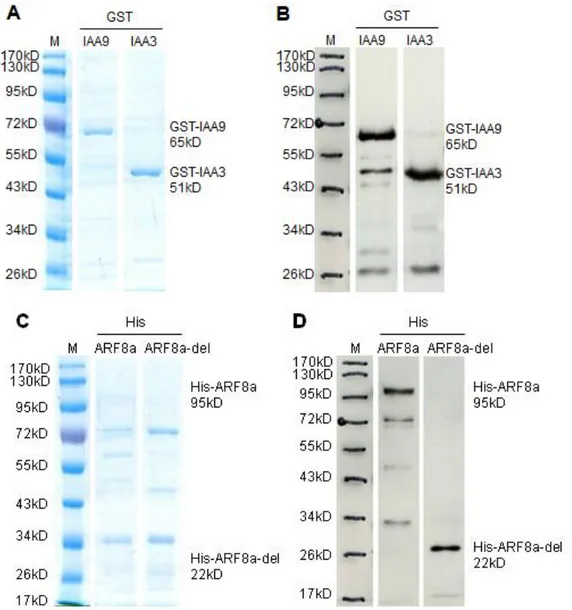 Fig. 14 Coomassie blue staining gel and western blot result for GST-IAAs and His-ARFs