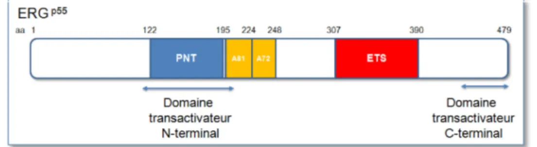 Figure 1: Organisation fonctionnelle du facteur de transcription ERG. L’isoforme  ERGp55 est utilisée pour cette représentation.