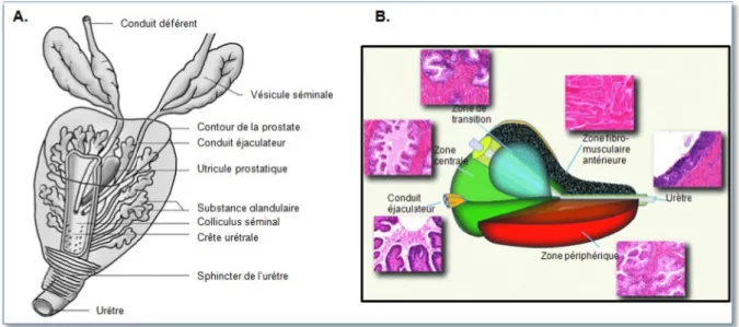 Figure 3: Représentations de la prostate. Schéma anatomique de la prostate (A). Représentation zonale de  la prostate selon Mac Neal (d’après De Marzo et al