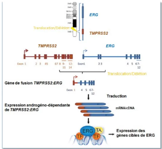 Figure 6: Formation du gène de fusion TMPRSS2:ERG par translocation/délétion  dans le cancer de la prostate entrainant l’expression anormale et  androgéno-dépendante du facteur ERG.