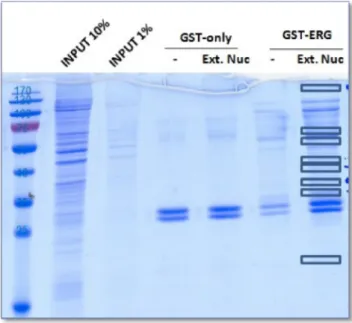 Figure 8: Isolation puis identification des protéines interagissant avec la protéine GST-ERG
