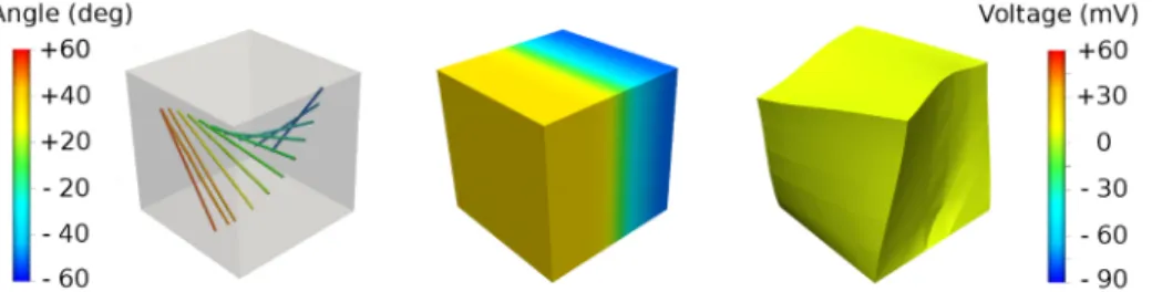 Figure 4. Cardiac electromechanics in a ventricular wedge: left, fibre orientation relative to Z axis; middle and right, simulation of electrical propagation and deformation (middle: 1 ms after stimulus on left face (X ~0); right: 35 ms after stimulus)