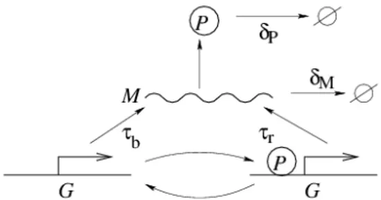 Figure 3.2 – Modèle le plus simple : gène réprimé par sa propre protéine. Le gène G à l’état non régulé (à gauche) est transcrit sous forme d’ARN messager (M) à un taux supposé constant au cours du temps (τ b )