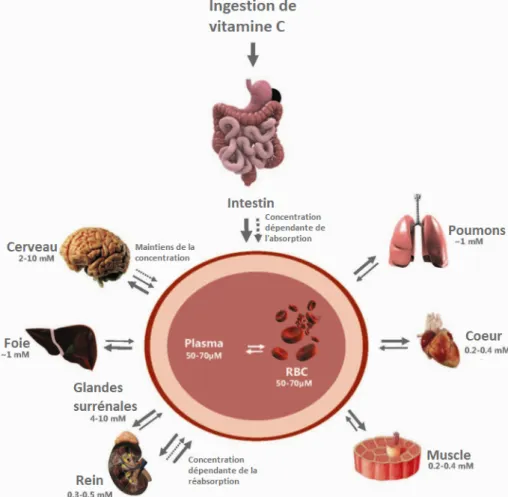 Figure	9	:	Distribution	de	la	Vitamine	C	dans	le	corps	(19)	